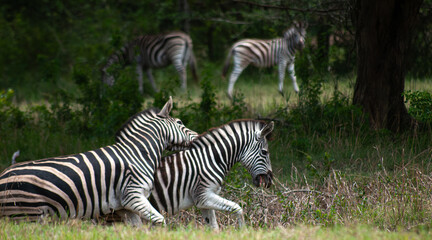 Naklejka premium Plains Zebras Chasing Each Other in African Woodland