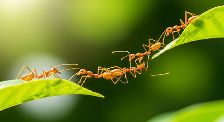 Ant action standing.Ant bridge unity team,Concept team work together Red ant,Weaver Ants (Oecophylla smaragdina), Action of ant carry food. © SILVIA MAQQ