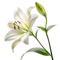 Obraz premium A single elegant white Easter lily flower with a bud, symbolizing purity and rebirth