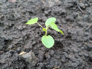 Small green plant seedling with young leaves sprouting from dark soil.