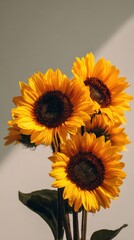 Fototapeta premium Vibrant sunflowers in natural light arrangement for decorative use
