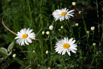 Obraz premium White daisies bloom in a vibrant garden during late spring, adding beauty and color to the lush greenery surrounding them