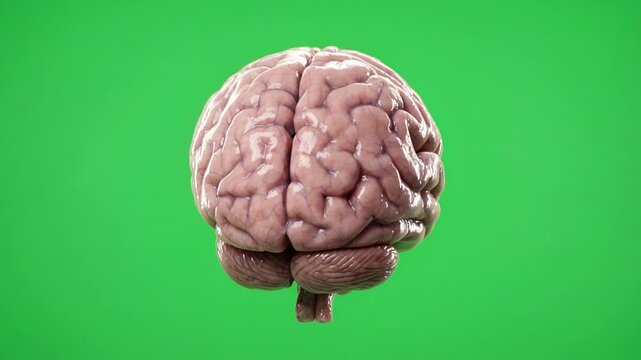 Chroma key of realistic human brain model rotating, isolated on green screen