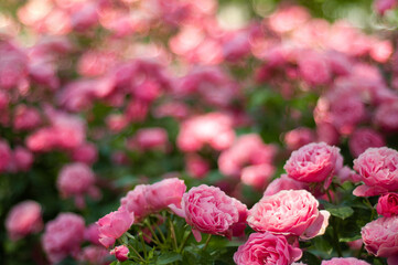 Fototapeta premium Blooming roses in the garden. Postcard template. Blurred background.