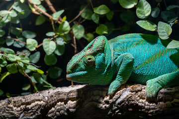 Green Chameleon Lizard perched and sat on branch surrounded by leaves and nature super detailed close up