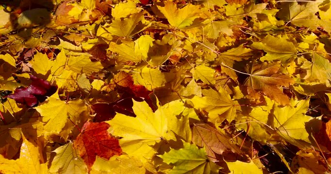 the ground in the park is completely covered with yellow and orange foliage with deciduous trees , the wide freshly fallen maple foliage on the ground completely covers everything