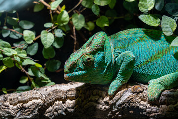 Green Chameleon Lizard perched and sat on branch surrounded by leaves and nature super detailed close up