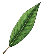 Obraz premium Digitally painted elongated green leaf, showing veins and a brown stem, on black background