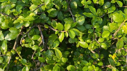 Fototapeta premium Fresh green leaves growing densely on a natural bush with soft sunlight, showcasing the texture of the leaves and a natural feel that is suitable for a natural setting.