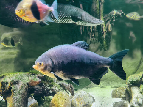 Tambaqui, Disk pacu, Pirarucu fish swimming in lake