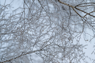 Obraz premium Frostcovered tangled twigs creating rhythmic network, soft misty background adds dreamy depth, muted earthy tones contrast delicate ice, contemplative natural pattern