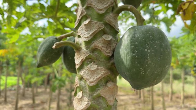 Close up of ripe papaya growing directly from the tree trunk, while rows of similar trees stretch into the plantation background. Fruit cultivation.