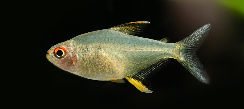 Aquarium fish Lemon tetra Hyphessobrycon pulchripinnis. Close-up. 