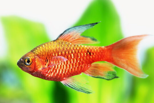 Gold red color fish longtail barb Pethia Conchonius close-up.