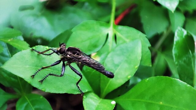 Robber Fly Resting on Leaf with Soft Green Background.