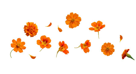 Orange cosmos flowers PNG. Nasturtium and marigold falling down isolated. Organic floral bloom top view flat lay PNG. Fresh meadow plant levitation concept isolated. Flying orange petals PNG