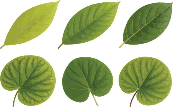 Realistic Green Leaf Collection Vector &ndash; Detailed Botanical Foliage Elements