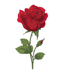 Fototapeta premium A vibrant red rose with stem, leaves, and a bud, against a stark black background