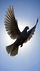 Obraz premium Soaring dove silhouetted against sunlight freedom concept