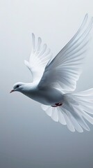 Fototapeta premium Soaring white bird against soft gradient background