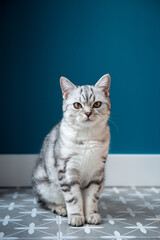 Beautiful little white-gray Scottish straight kitten lying on the floor at home