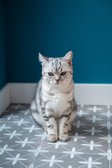 Beautiful little white-gray Scottish straight kitten lying on the floor at home