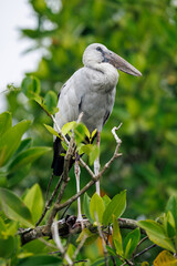 Fototapeta premium black crowned night heron