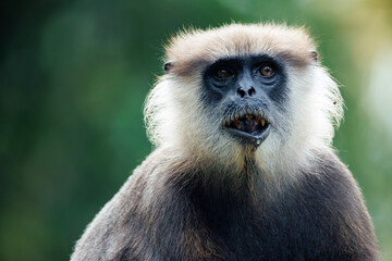 Obraz premium portrait of a large black monkey
