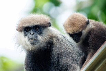 portrait of a large black monkey