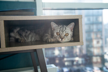 Cute gray tabby British kitten lounging inside wooden shelf at home