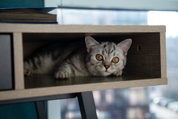 Cute gray tabby British kitten lounging inside wooden shelf at home