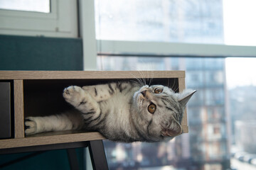 Cute gray tabby British kitten lounging inside wooden shelf at home