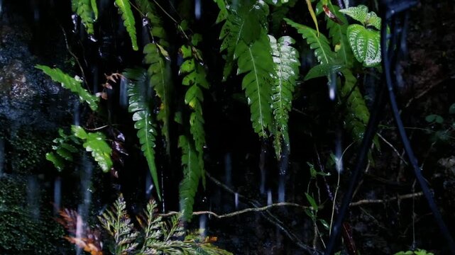 Heavy rain pouring on lush green fern leaves and mossy rocks in a dark tropical rainforest