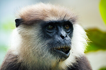 Obraz premium portrait of a large black monkey