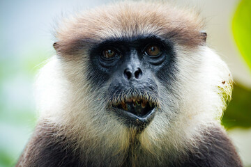 Fototapeta premium portrait of a large black monkey