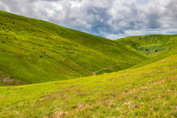Mountains and valley covered with grass and flowers. Summer in Carpathians, Ukraine