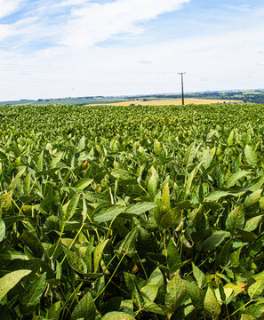 Planta&ccedil;&atilde;o de soja na regi&atilde;o de Toledo, Paran&aacute;, no sul do Brasil.