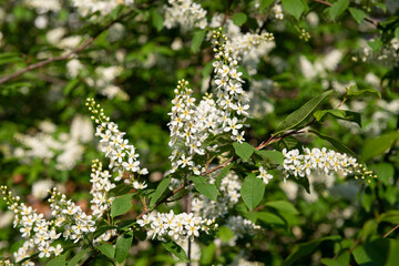 White bird cherry blossoms on a sunny spring day