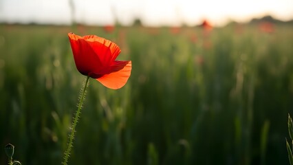 Obraz premium A single red poppy stands tall and vibrant in a green field during sunset