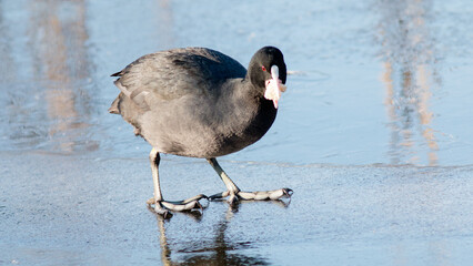 Fototapeta premium black headed gull