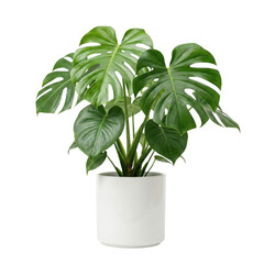Monstera deliciosa plant in white cylindrical pot © BTG