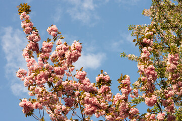 Blooming sakura branches with soft pink flowers
