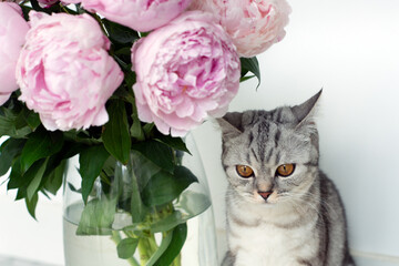 Gray British cat resting next to a bouquet of pink peonies