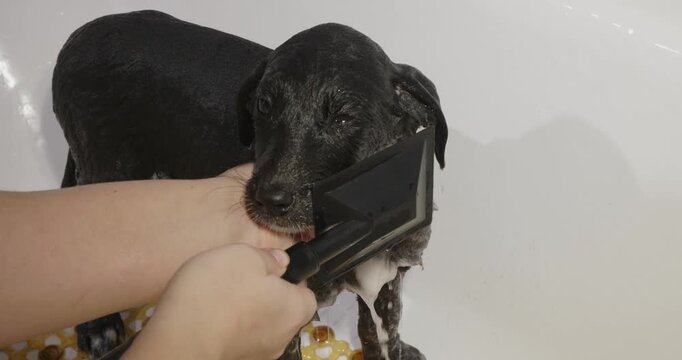 Adorable wet black puppy bathes in a white bathtub. Human hands gently wash the puppy's fur with soap and rinse it in the shower, emphasizing the rules of hygiene and care for pets.