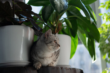 Gray tabby British kitten rests between houseplants on a wooden coffee table