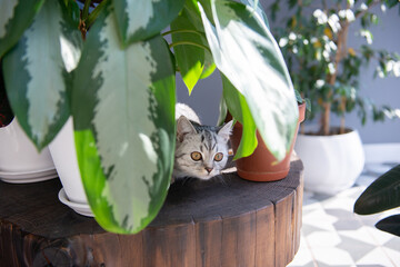Gray tabby British kitten rests between houseplants on a wooden coffee table
