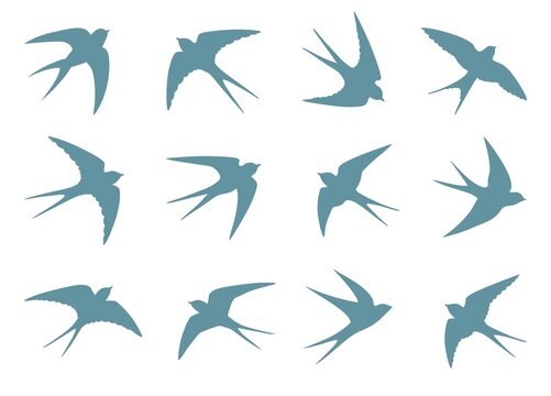 Swallow, martlet. Love letter birds with bows. Barn swallow flying, wings spread. Hirundo rustica on white background. Wildlife. Tattoo design set, wild animals, free