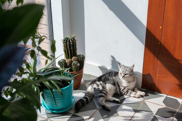 Gray tabby British kitten rests between houseplants on a floor