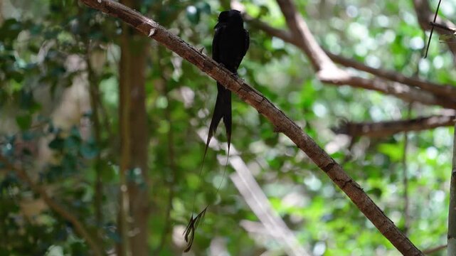 Greater Racket-tailed Drongo birdwatching in natural habitat