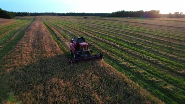 An agricultural harvester harvests wheat, works in the field at sunset. Agricultural harvester. Food production, agricultural work in agribusiness. Bird's-eye view. 4k footage